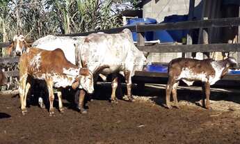 Imagem: SITIO RURAL em Sarapuí - SP, Varzea
