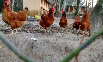Imagem: SITIO RURAL em Sarapuí - SP, MORADA DO