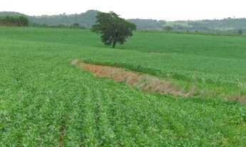 Imagem: FAZENDA RURAL em Taquarituba - SP, Centro