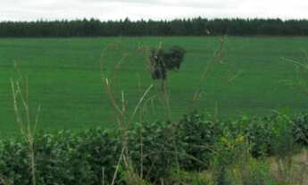 Imagem 5: FAZENDA RURAL em Taquarituba - SP, Centro