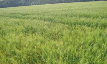 Imagem 2: FAZENDA RURAL em Itapetininga - SP, Centro