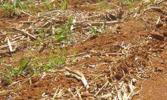 Imagem 6: Fazenda a venda em Itapetininga SP, interior de São Paulo SP. Fazenda a