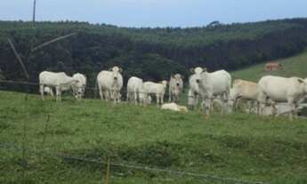 Imagem 3: FAZENDA RURAL em Itapetininga - SP, Conceição