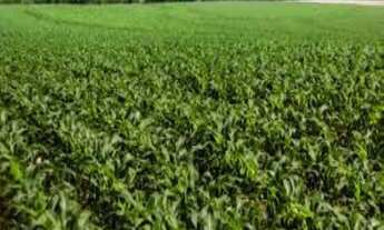 Imagem 2: FAZENDA RURAL em Itapetininga - SP, Conceição