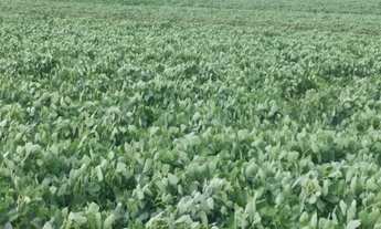 Imagem 3: FAZENDA RURAL em Angatuba - SP, Centro