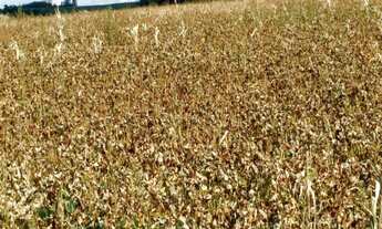 Imagem 5: FAZENDA RURAL em Angatuba - SP, Centro