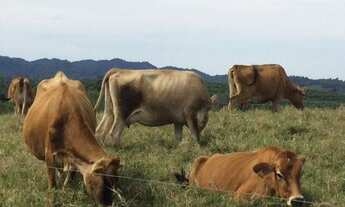 Imagem: SITIO RURAL em Pilar do Sul - SP, Campo