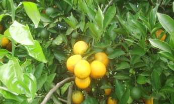 Imagem 2: FAZENDA RURAL em Buri - SP, Centro