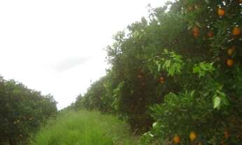 Imagem 6: FAZENDA RURAL em Buri - SP, Centro