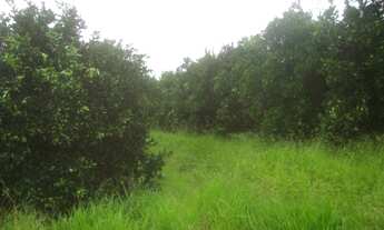 Imagem 7: FAZENDA RURAL em Buri - SP, Centro