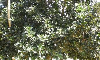 Imagem 7: SITIO em Pilar do Sul - SP, Campo Grande