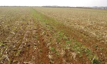 Imagem: SITIO RURAL em São Miguel Arcanjo - SP