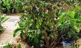 Imagem 6: CASA RESIDENCIAL em MATA DE SÃO JOÃO - BA, Praia do Forte