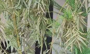 Imagem 2: Apartamento com 3 dorms. à venda no Lauzane Paulista