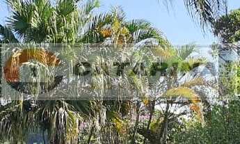 Imagem: Belíssima chácara com 5 053 m2, Santa