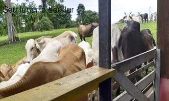 Imagem: VENDO FAZENDA COM 150 HECTARES A MARGEM