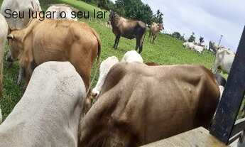 Imagem 2: VENDO FAZENDA COM 150 HECTARES A MARGEM ESQUERDA DO RIO URUBU- PRÓXIMOA A ITACOATIARA-AM