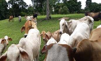 Imagem 3: VENDO FAZENDA COM 150 HECTARES A MARGEM ESQUERDA DO RIO URUBU- PRÓXIMOA A ITACOATIARA-AM
