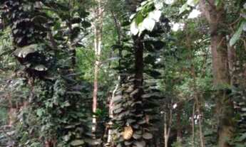 Imagem 2: TERRENO RESIDENCIAL em CAMPINAS - SP, PARQUE SÃO QUIRINO