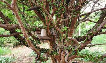 Imagem: CHACARA A VENDA EM ARARAQUARA