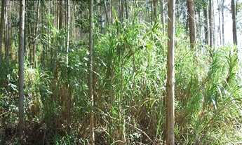 Imagem 3: AREA RURAL em Jarinu - SP, Pitangal