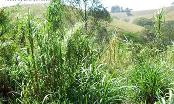 Imagem 4: AREA RURAL em Jarinu - SP, Pitangal
