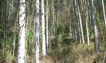 Imagem 7: AREA RURAL em Jarinu - SP, Pitangal