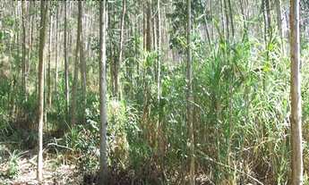 Imagem 2: AREA RURAL em Jarinu - SP, Pitangal