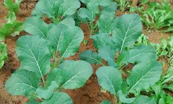 Imagem 7: Chácara Monterrey Louveira