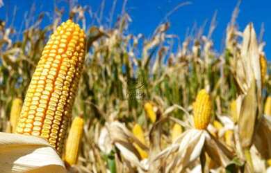 Imagem 4: AREA RURAL em BAIXA GRANDE DO RIBEIRO - PI, CENTRO