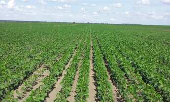 Imagem 7: AREA RURAL em BAIXA GRANDE DO RIBEIRO - PI, CENTRO