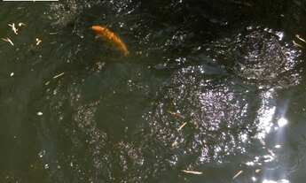 Imagem 2: CHACARA RESIDENCIAL em VALINHOS - SP, PARQUE VALINHOS