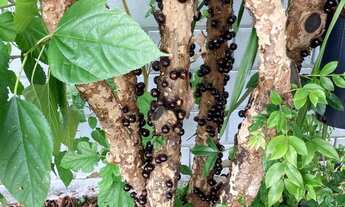 Imagem 6: Casa com 4 Quartos a Venda em Condominio