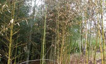 Imagem 3: 1968M² de Área Construída, 1968M² de Área Total