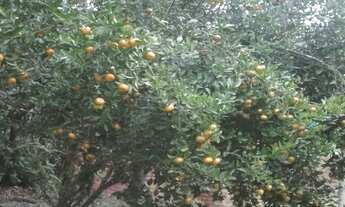 Imagem 5: CHACARA RESIDENCIAL em Mairiporã - SP, Condomínio 5 lagos