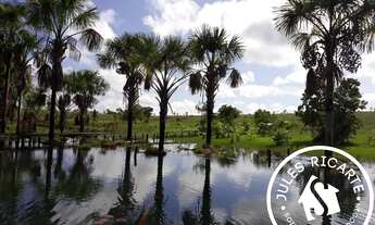 Imagem 7: CHACARA RURAL em Macapá - AP, Br 156, km 38