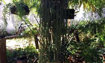 Imagem 7: CASA ANTIGA PARA REFORMA COM 598 M² AT