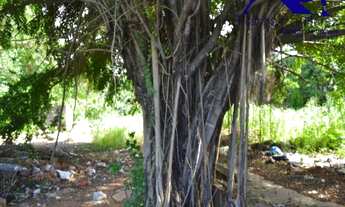 Imagem: Terreno em Pitangueiras