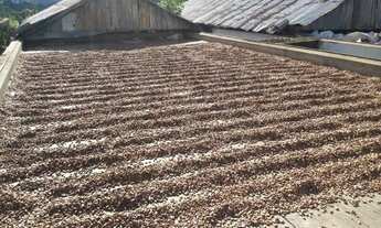 Imagem 2: Fazenda de Cacau no Sul da Bahia. Mascote - Camacã - Itabuna