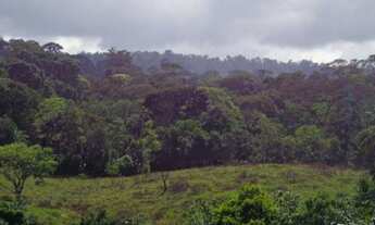 Imagem 7: Fazenda de Cacau no Sul da Bahia. Mascote - Camacã - Itabuna