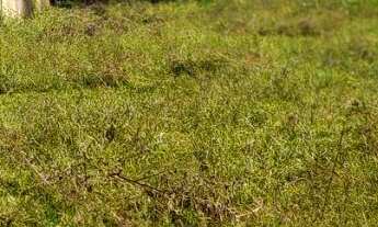 Imagem: Fazenda Unai MG toda formada escriturada