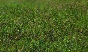 Imagem 6: Fazenda Unai MG toda formada escriturada rio na divisa 18,6 alqueirões