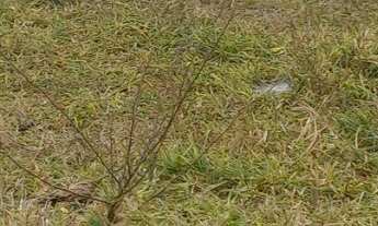 Imagem 3: Fazenda Planaltina Goiás 454 hectares documentada dupla aptidão