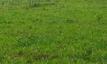 Imagem 4: Fazenda Escriturada de 51 Hectares à Venda em Planaltina, Goiás ? Dupla Aptidão para Agric