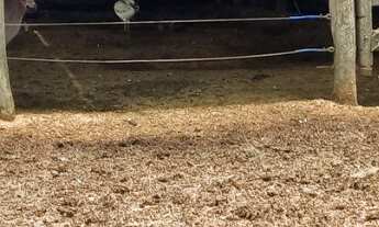 Imagem 3: Fazenda Escriturada de 51 Hectares à Venda em Planaltina, Goiás ? Dupla Aptidão para Agric