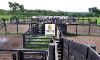 Imagem: Fazenda à venda em Natividade-TO com 1.186