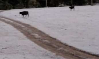 Imagem: AREA RESIDENCIAL em URUBICI - SC, Vacas