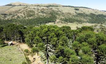 Imagem: AREA RESIDENCIAL em URUBICI - SC, Vacas