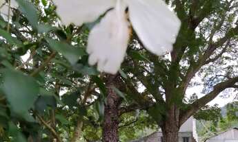 Imagem 4: GRANDE OPORTUNIDADE PARA ADQUIRIR SUA FAZENDA NUMA LOCALIZAÇÃO PRIVILEGIADA NO SUL DA BAHI