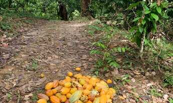 Imagem 5: Fazenda à venda em Ilhéus-BA com 242 hectares de área!
